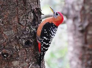 棕腹啄木鳥西藏亞種 棕腹啄木鳥西藏亞種