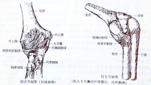 橈側副韌帶 橈側副韌帶