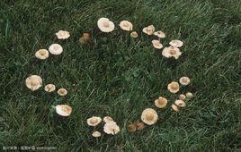 蘑菇圈[生物物種]