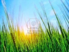 高草草原 高草草原