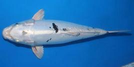 別甲錦鯉 別甲錦鯉