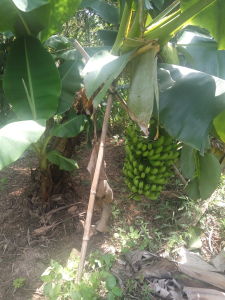 芝麻蕉比香蕉樹高度矮很多