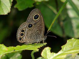 圓翅單眼蛇目蝶 圓翅單眼蛇目蝶