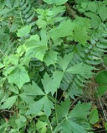 深裂烏頭 深裂烏頭