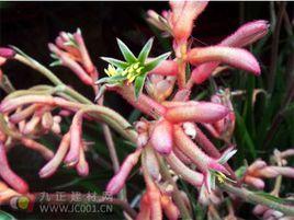 袋鼠腳爪 袋鼠腳爪