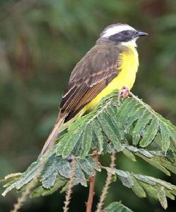 群棲短嘴霸鶲 群棲短嘴霸鶲