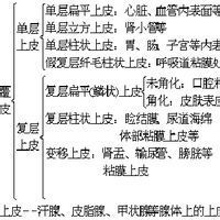 纖維軟骨 纖維軟骨