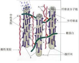 半纖維素 半纖維素