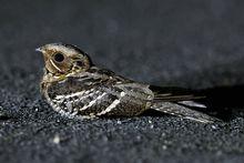 夜晚於地面的長尾夜鷹