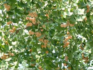 紅核（紅核龍眼）