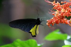 蘇拉威西裳鳳蝶(圖1)
