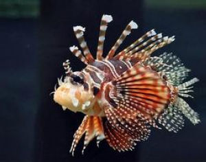 黑斑圓鱗鮋 黑斑圓鱗鮋