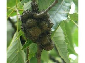 扁果麻櫟 扁果麻櫟