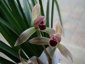 寬覆紅唇 寬覆紅唇