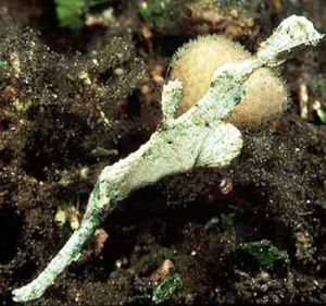 鋸齒剃刀魚 鋸齒剃刀魚