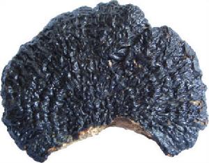 野生薄樹芝 野生薄樹芝