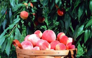 陽山水蜜桃採摘園 陽山水蜜桃採摘園