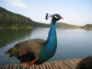 西雙版納熱帶動物園 西雙版納熱帶動物園