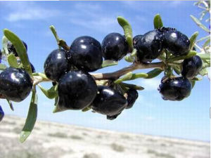 新疆黑枸杞 新疆黑枸杞