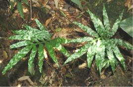 寬羽線蕨[中藥]