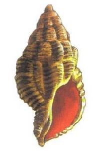 交錯衲螺 交錯衲螺