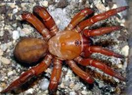 紅活板門蛛 紅活板門蛛