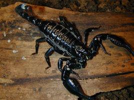馬來西亞雨林蠍