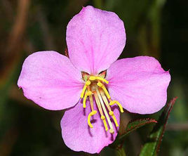 馬里蘭鹿草 馬里蘭鹿草