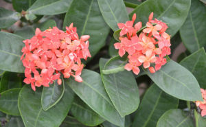 纖花龍船花 纖花龍船花