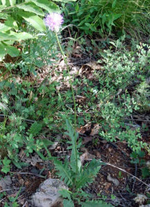 木根麻花頭 木根麻花頭