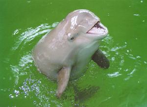 江豚