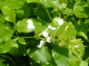 白花人草湯 白花人草湯