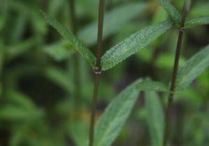 小剛毛毛水蘇 小剛毛毛水蘇