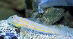 大鱗美塘鱧 大鱗美塘鱧