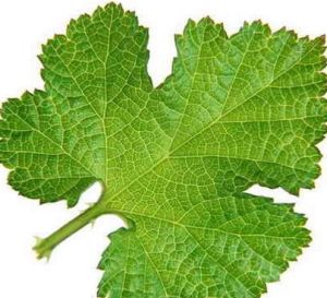 葉基[植物學名詞]