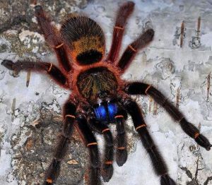 法屬蓋亞那藍牙 法屬蓋亞那藍牙