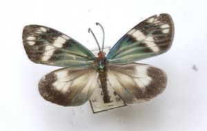 綠脈錦斑蛾 綠脈錦斑蛾