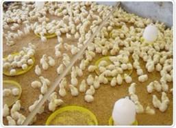 “肉雞”[用於肉產的飼養雞]