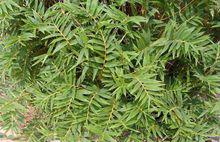 鳳尾竹[簕竹屬孝順竹的變種]