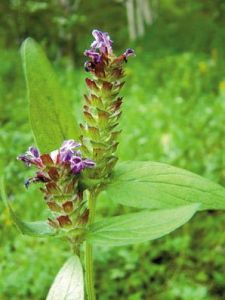 夏枯草：清肝熱、降血壓。（最多煲2小時）