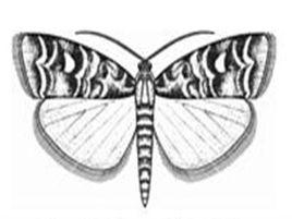 赤松梢斑螟 赤松梢斑螟