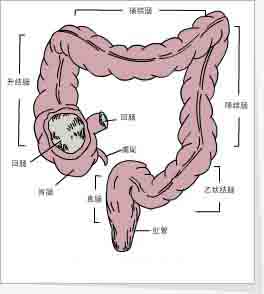 （圖）盲腸圖