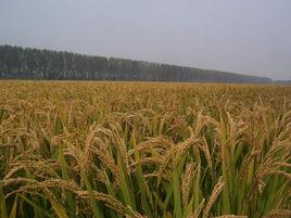 曹妃甸區第五農場 曹妃甸區第五農場