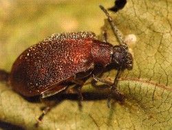 偽金花蟲科 偽金花蟲科