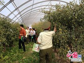 奶香鮮棗 奶香鮮棗