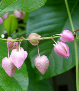 雲南翅子藤 雲南翅子藤