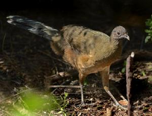 小冠雉屬 小冠雉屬