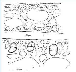 附著美葉藻 附著美葉藻