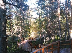 海拉爾國家森林公園