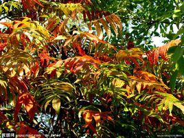 彩色葉植物 彩色葉植物